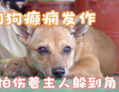 犬癫痫,揭秘病因、症状及防治策略