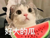 娱乐吃瓜小猫咪小说在线阅读,揭秘娱乐圈幕后风云